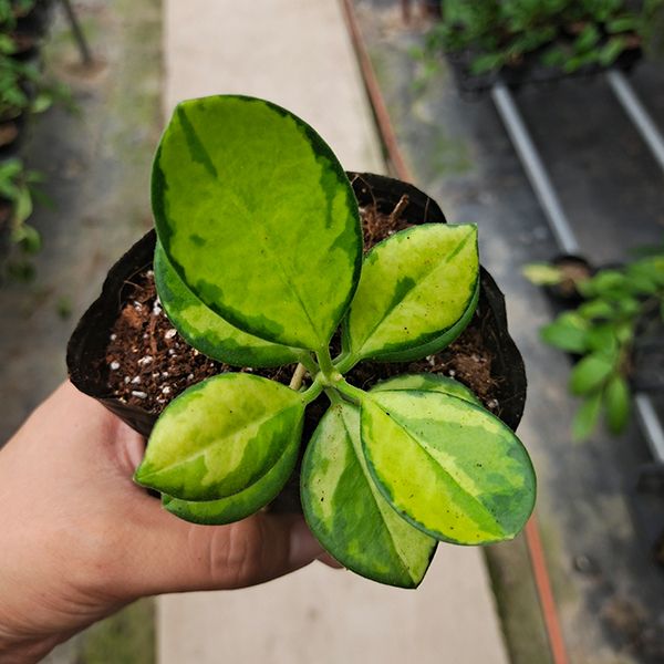 斑葉南方球蘭 Hoya Australis variegata
