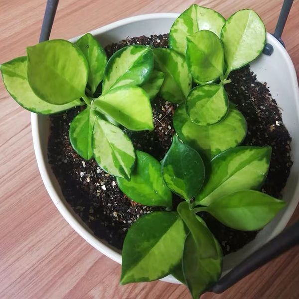 斑葉南方球蘭 Hoya Australis variegata：圖片 2