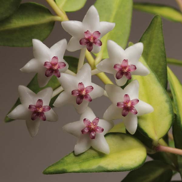 斑葉貝拉毬蘭Hoya bella Inner Variegated 'Luis Bois'