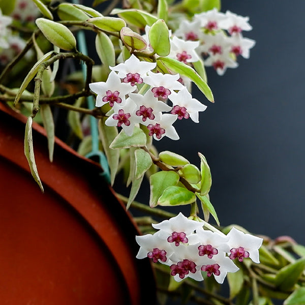 斑葉貝拉球蘭 Hoya bella variegated 外錦