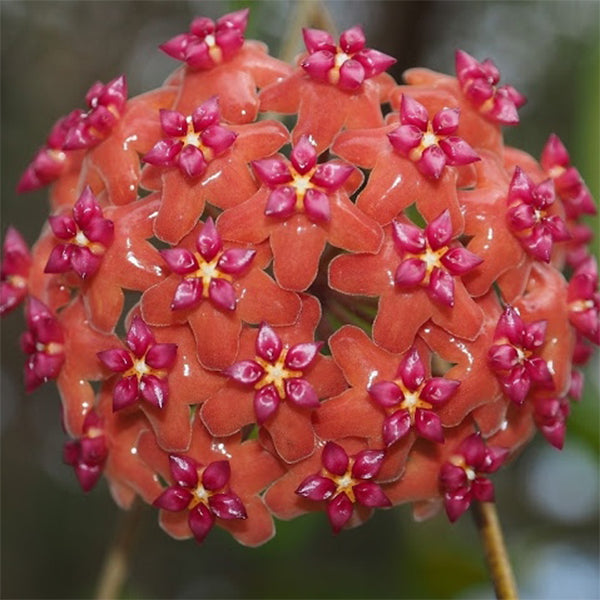 本格爾頓球蘭 Hoya benguetensis