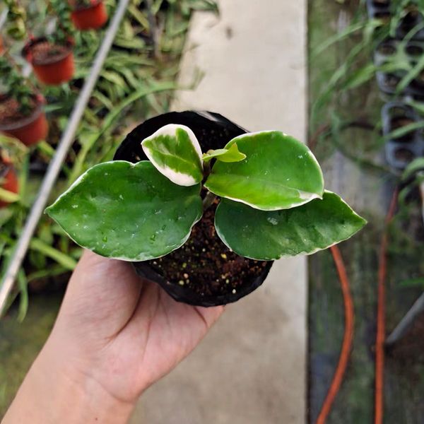 球蘭 Hoya carnosa cv. Snowball albomarginata：圖片 2