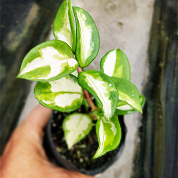 綠葉球蘭內錦 Hoya carnosa 'Krimson princess'：圖片 2