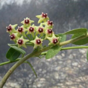 孜然球蘭 Hoya cummingiana