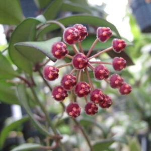 羅斯塔球蘭 Hoya cv. rosita