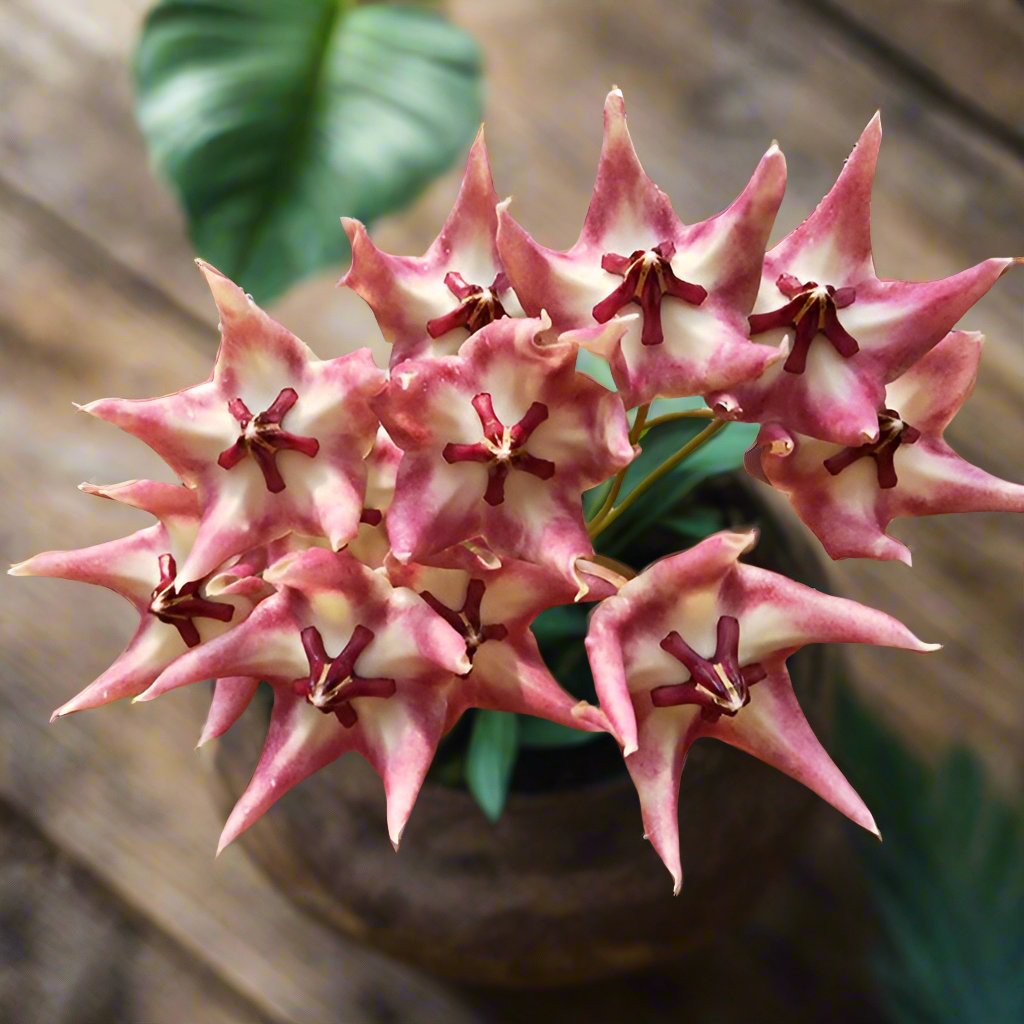 大花型凱姆球蘭 Hoya cv. kaimuki