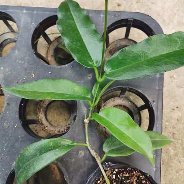 大花型凱姆球蘭 Hoya cv. kaimuki:圖片 2