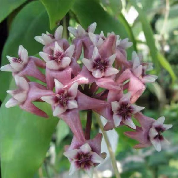 多溫球蘭 Hoya darwinii