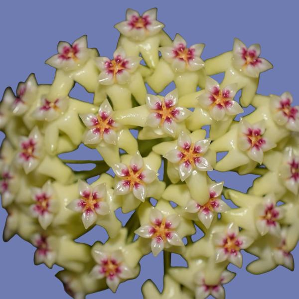 多利球蘭 Hoya dolichosparte