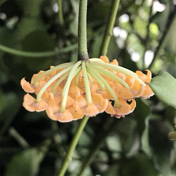 安達球蘭 Hoya Endauensis:圖片 5