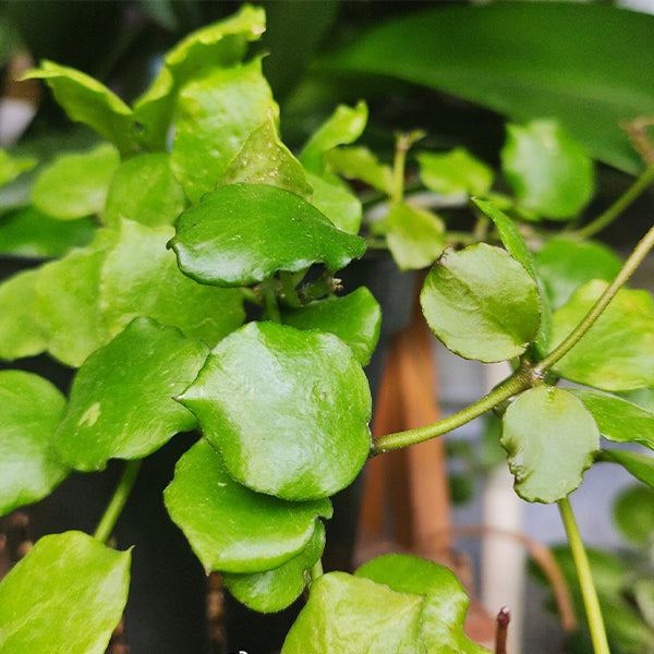 安達球蘭 Hoya Endauensis:圖片 4