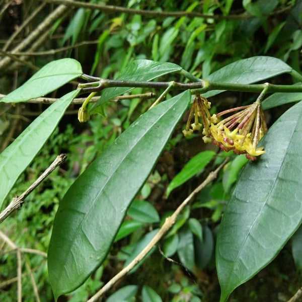 黃花球蘭 Hoya fusca Wall:圖片 2