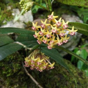 黃花球蘭 Hoya fusca Wall