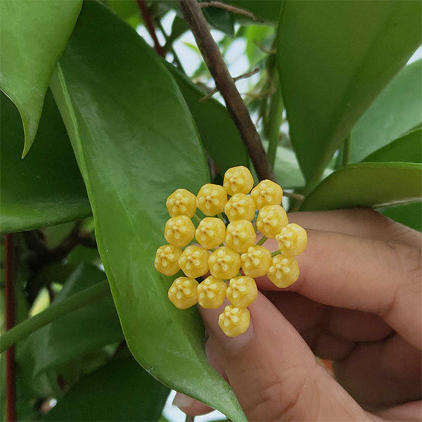 球蘭 Hoya benitotanii：圖片 2