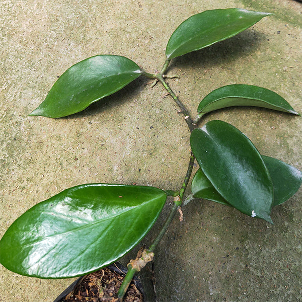 球蘭 Hoya benitotanii：圖片 3