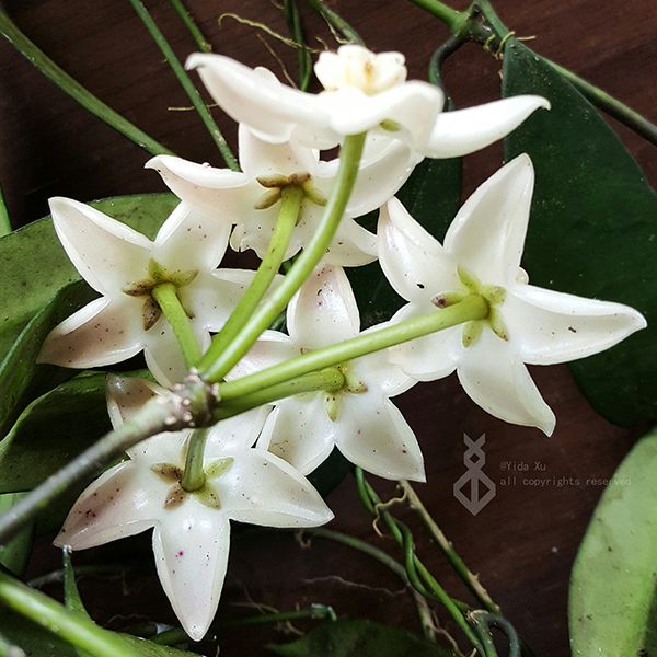 荷秋藤 Hoya griffithii