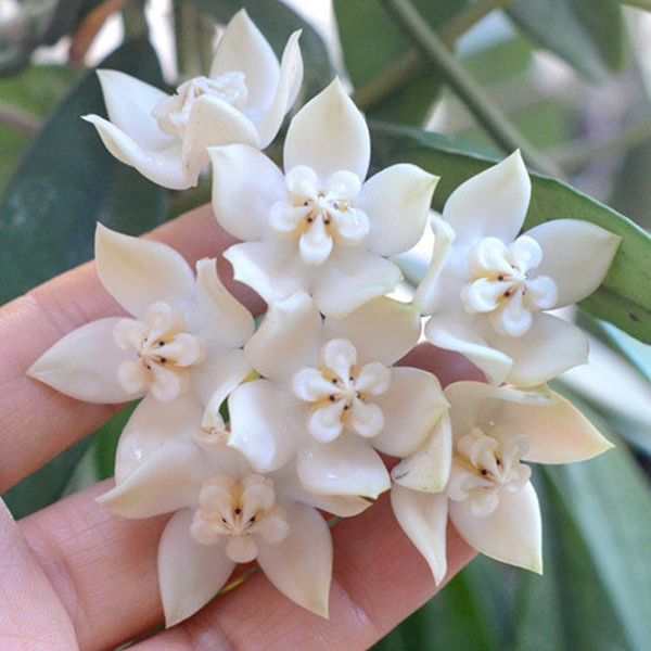 荷秋藤 Hoya griffithii：圖片 2