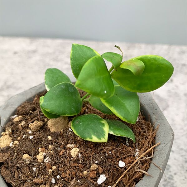 休斯科爾粉花外錦毬蘭 Hoya heuschkeliana albomarginata