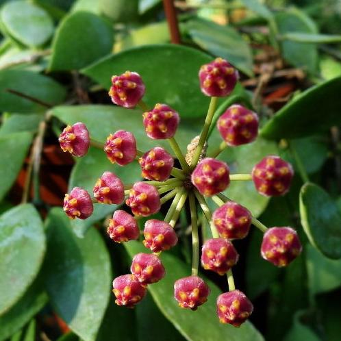 隱脈球蘭 Hoya inconspicua：圖片 5