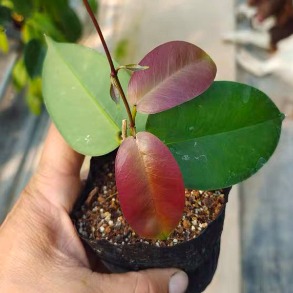 肯尼紅心球蘭 Hoya kenejiana ssp. red corona:圖片 2