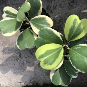 心葉球蘭 Hoya kerrii variegata