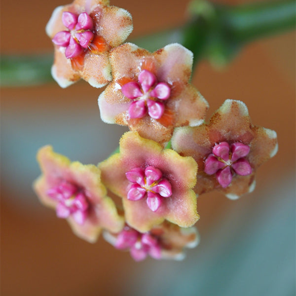 崖縣球蘭 Hoya liangii：圖片 2