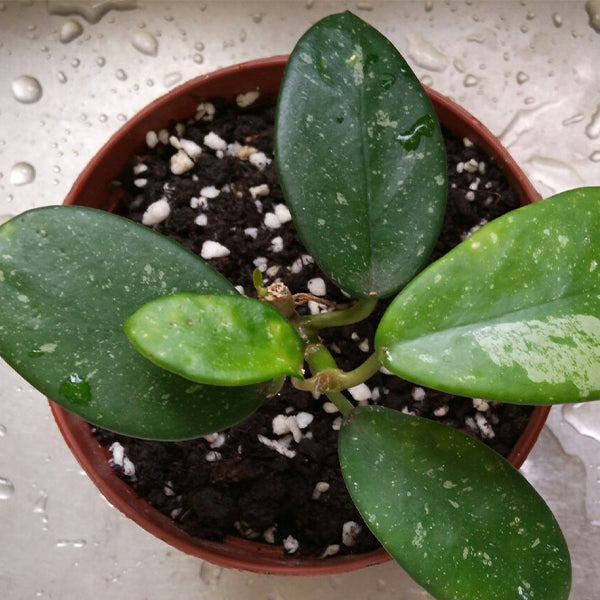 崖縣球蘭 Hoya liangii：圖片 4
