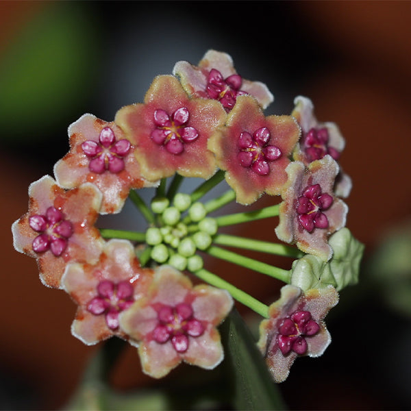 崖縣球蘭 Hoya liangii
