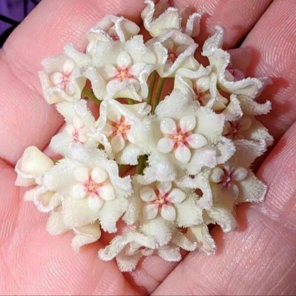 利馬球蘭 Hoya 'Lima'