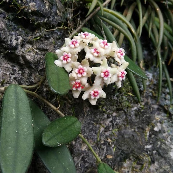 香花球蘭 Hoya lyi