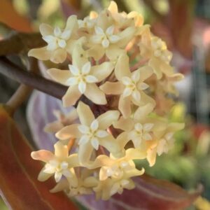 瑪麗球蘭/毛葉球蘭 Hoya merrllii