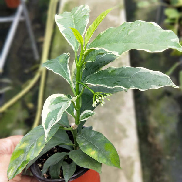 流星球蘭外錦 Hoya multiflora var. albomarginata：圖片 2