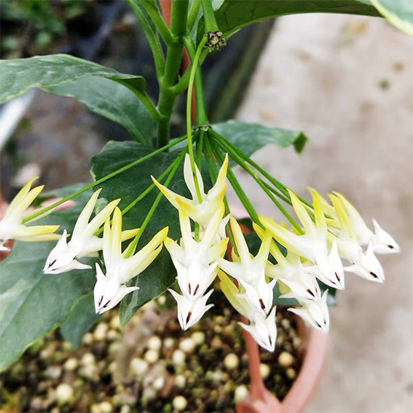 流星球蘭外錦 Hoya multiflora var. albomarginata