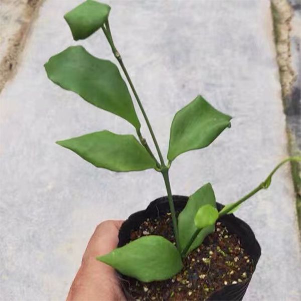 延髓球蘭 Hoya oblongata：圖片 2