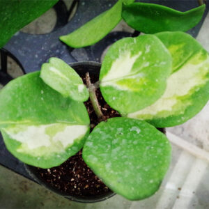 凹葉球蘭 Hoya obovata var.