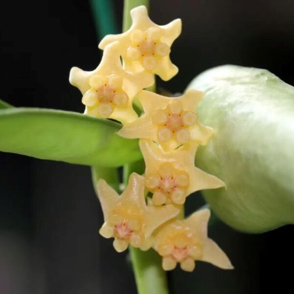 銀斑琴葉球蘭 Hoya pandurata silver