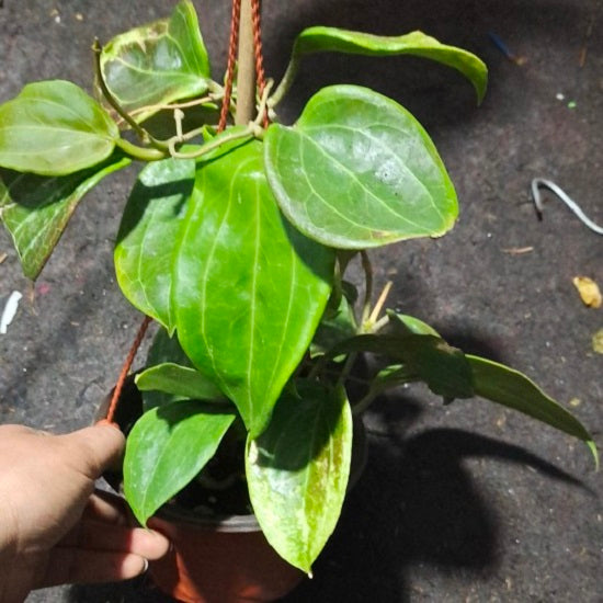 五列球蘭 Hoya pentaphlebia：圖片 3