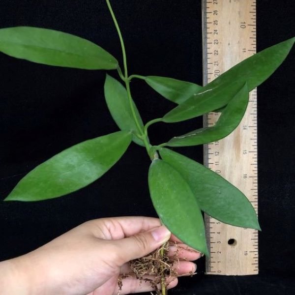 黑龍球蘭 Hoya pubicalyx 'Black dragon'：圖片 6