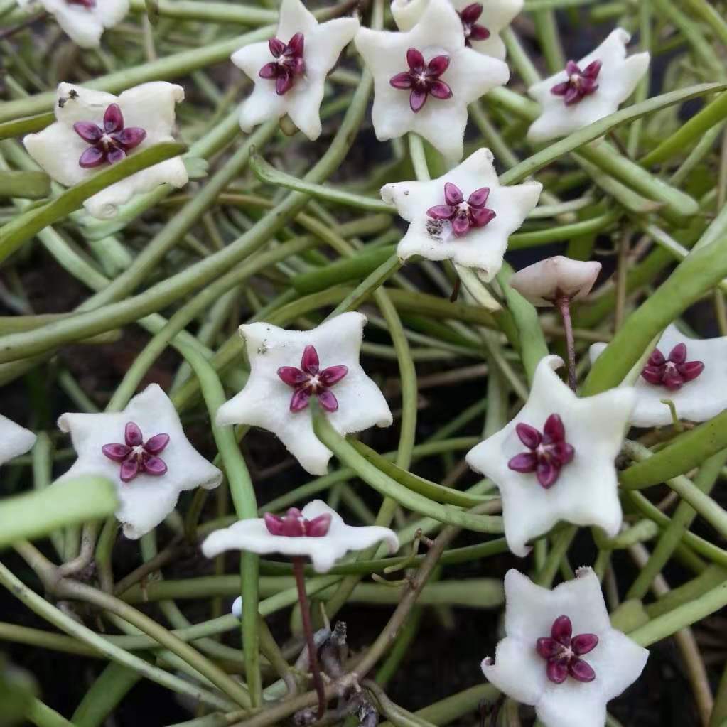 斷葉毬蘭 Hoya retusa