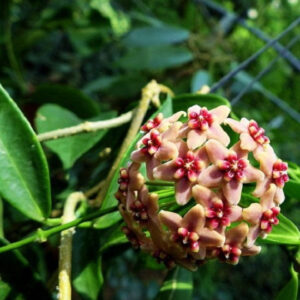 露比達球蘭 Hoya rubida