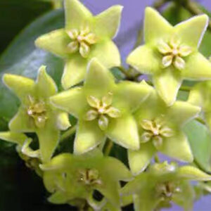 西尼波蘭 Hoya schneei