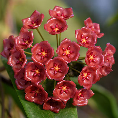 暹羅球蘭(红) Hoya siariae red