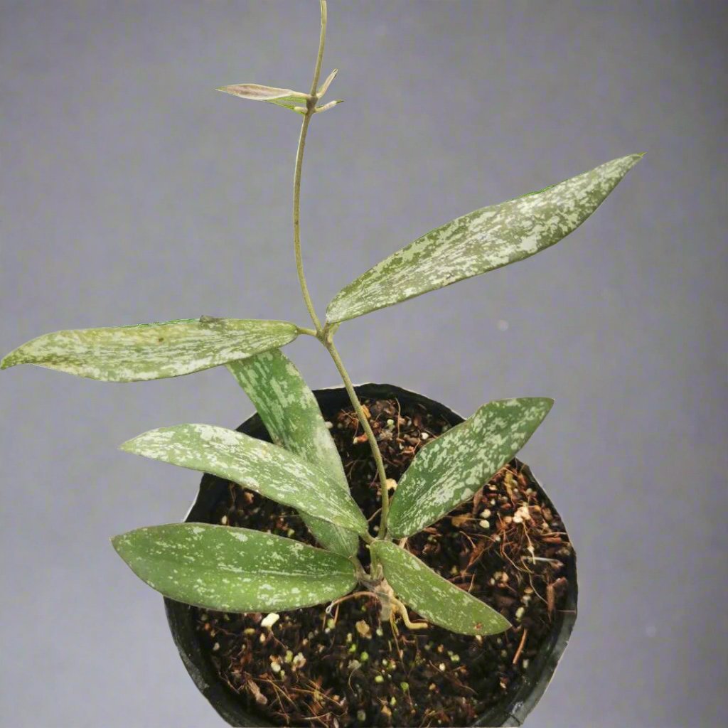 斑印球蘭 Hoya sigillatis