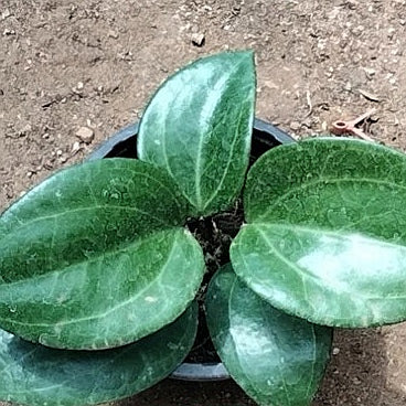 秘密球蘭 Hoya sp. sarawak：圖片 4