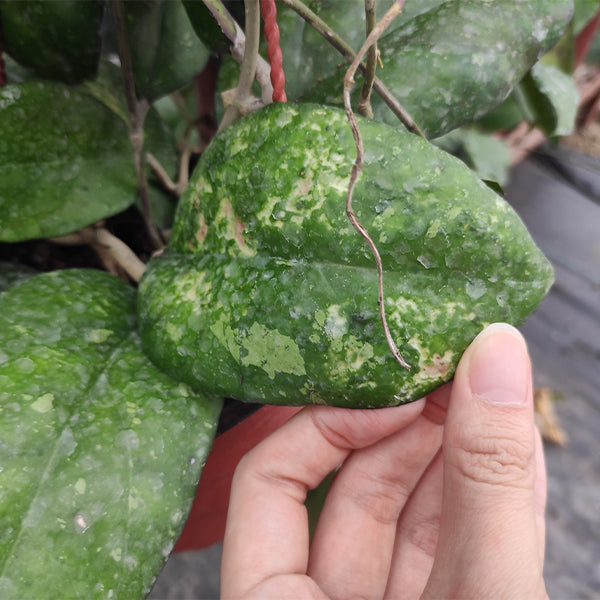 球蘭 Hoya vitellina blume：圖片 4