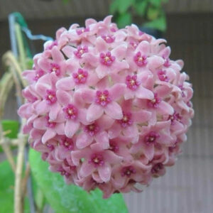 漢西亞粉球蘭 'Pink' (Hoya hanhiae)