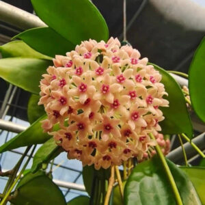 漢西亞輕粉球蘭 Soft pink (Hoya hanhiae)