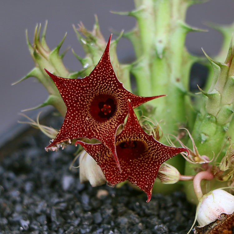 魔星花 Huernia macrocarpa