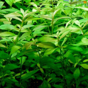 青葉草