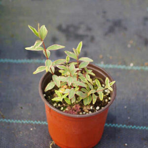 金絲桃   St. John 's wort (Hypericum x moserianum 'Tricolor')